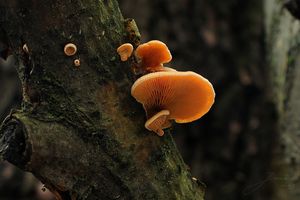 Klikni pro velký obrázek