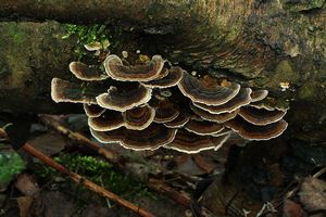Outkovka pestrá - Trametes versicolor (L.) Lloyd 1921