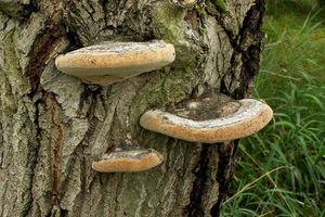 Ohňovec obecný - Phellinus igniarius (L.: Fr.) Quél.