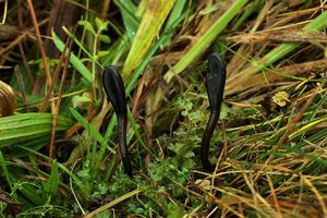 Pazoubek mazlavý - Geoglossum glutinosum  Nees