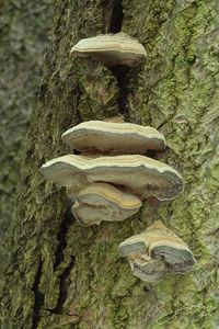 Outkovka vonná - Trametes suaveolens (L.) FR.