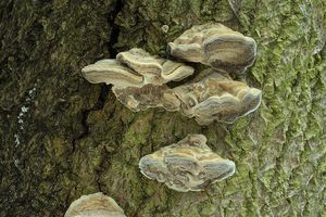 Outkovka vonná - Trametes suaveolens (L.) FR.