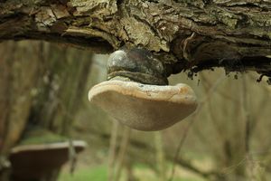 Ohňovec obecný - Phellinus igniarius (L.: Fr.) Quél.