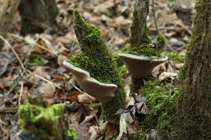 Ohňovec obecný - Phellinus igniarius (L.: Fr.) Quél.