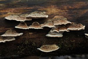 Outkovka pásovaná - Trametes ochracea (Wulfen) Pilát