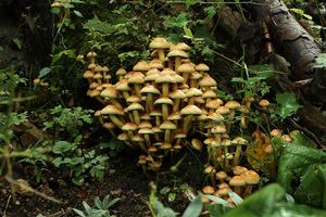 Třepenitka svazčitá - Hypholoma fasciculare  (Huds.) P. Kumm. 1871