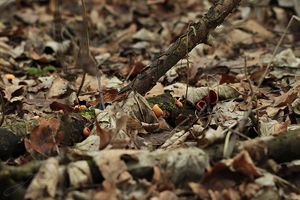 Klikni pro velký obrázek