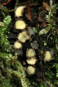 Žlutěnka černožlutá - Podophacidium xanthomelum (Pers.) Kavina 1936