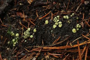 Žlutěnka černožlutá - Podophacidium xanthomelum (Pers.) Kavina 1936