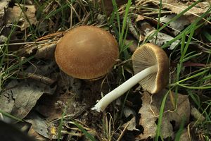 Křehutka hnědošedá f. jarní - Psathyrella spadiceogrisea f. vernalis