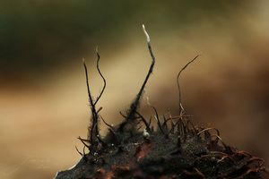 Dřevnatka číškomilná - Xylaria carpophila ( Pers. ) Fr.