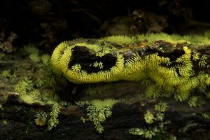 Válečkovka keříčkovitá - žlutá (zlatá) forma - Ceratiomyxa fruticulosa f. aurea (Link) Y. Ja