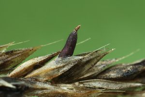 Paličkovice nachová - Claviceps purpurea (Fr.) Tul. 1853