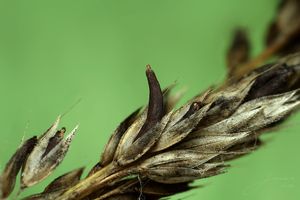 Paličkovice nachová - Claviceps purpurea (Fr.) Tul.