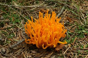 Krásnorůžek lepkavý - Calocera viscosa (Pers.) Fr. 1821