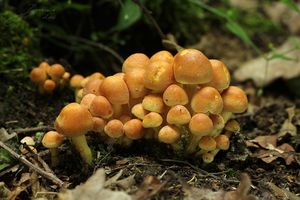 Třepenitka svazčitá - Hypholoma fasciculare  (Huds.) P. Kumm. 1871