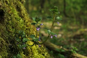 Popenec obecný (Glechoma hederacea)