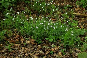 Ptačinec velkokvětý (Stellaria holostea)