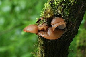 Boltcovitka ucho Jidášovo - Auricularia auricula-judae (Bull.) Quél. 1886