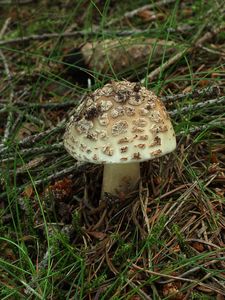 Muchomůrka růžovka - Amanita rubescens Pers. 1797