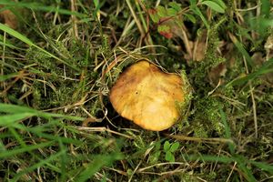 Liška ametystová - Cantharellus amethysteus (Quél.) Sacc. 1887