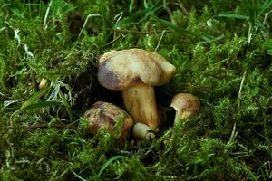 Liška ametystová - Cantharellus amethysteus (Quél.) Sacc. 1887