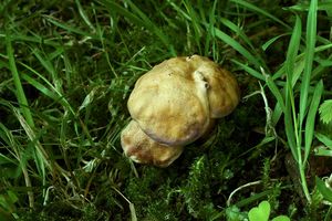 Liška ametystová - Cantharellus amethysteus (Quél.) Sacc. 1887