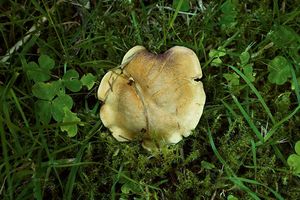 Liška ametystová - Cantharellus amethysteus (Quél.) Sacc. 1887