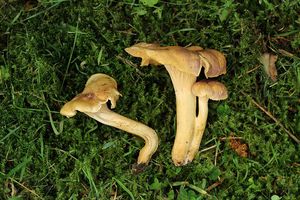 Liška ametystová - Cantharellus amethysteus (Quél.) Sacc. 1887