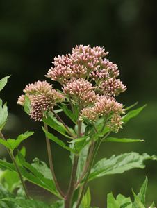 Sadec konopáč (Eupatorium cannabinum)