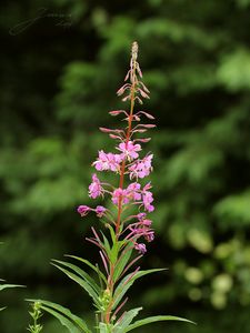 Vrbka (vrbovka) úzkolistá (Epilobium  angustifolium)