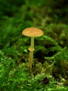 Sametovka běloprstenná - Conocybe rugosa (Peck) Watling 1981