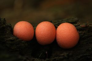 Vlčí mléko červené - Lycogala epidendrum (J.C. Buxb. ex L.) Fr.