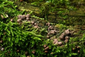 Vlčí mléko červené - Lycogala epidendrum (J.C. Buxb. ex L.) Fr.