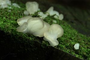 Rosolozub huspenitý - Pseudohydnum gelatinosum (Scop.) P. Karst. 1868