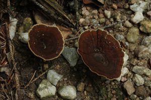 Ďubkatec pohárkovitý - Coltricia perennis  (L.) Murrill 1903