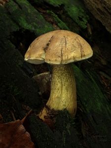 Hřib žlučník - Tylopilus felleus  (Bull.) P. Karst. 1881
