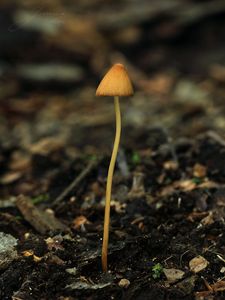 Čepičatka polokulovitá - Conocybe semiglobata Kühner & Watling 1980