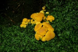 Liška obecná - Cantharellus cibarius Fr. 1821
