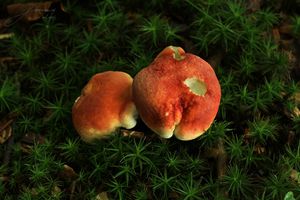 Holubinka sličná - Russula rosea Pers.