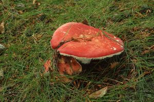 Holubinka sličná - Russula rosea Pers. 1796