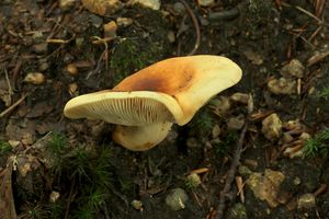 Ryzec syrovinka - Lactarius volemus (Fr.) Fr. 1838
