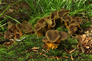 Liška nálevkovitá - Craterellus tubaeformis (Fr.) Quél. 1888