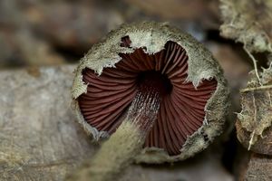 Černolupen krvavý - Melanophyllum haematospermum