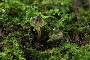 Bedla Grangeova - Lepiota grangei (Eyre) J.E. Lange 1935