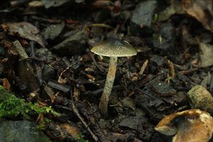 Bedla Grangeova - Lepiota grangei (Eyre) J.E. Lange 1935