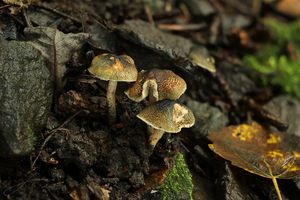 Bedla Grangeova - Lepiota grangei (Eyre) J.E. Lange 1935