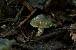 Bedla Grangeova - Lepiota grangei (Eyre) J.E. Lange 1935