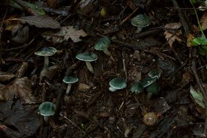 Bedla Grangeova - Lepiota grangei  (Eyre) Kühner 1934