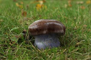 Pavučinec nevroubený - Cortinarius collocandoides Reumaux 2009